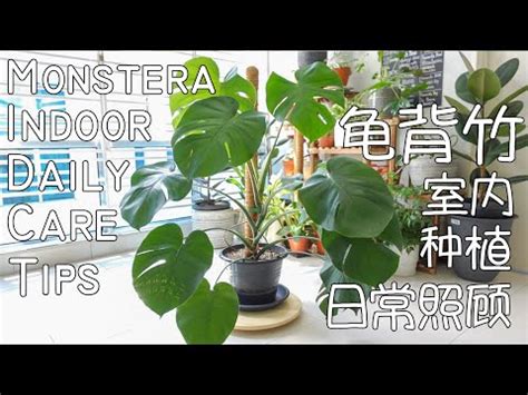 龜背芋招財|【龜背芋好處】龜背芋的好處：淨化空氣、消除負能量，還能招好。